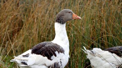 kilom s profile summary overview