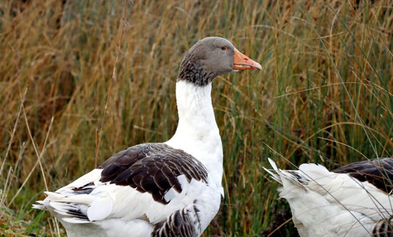 kilom s profile summary overview