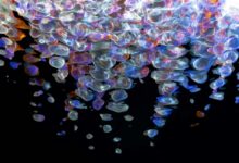 digital fusion flow concept